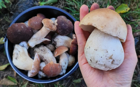 Волиняни збирають повні відра грибів: де шукати