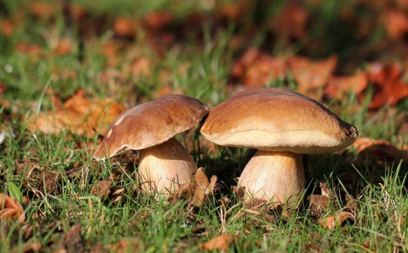 На Волині чоловік з дружиною зібрали понад 430 грибів