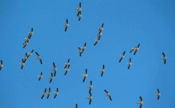 У небі над Україною помітили унікальних рожевих птахів