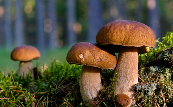 Українцям розповіли, коли найкраще збирати гриби