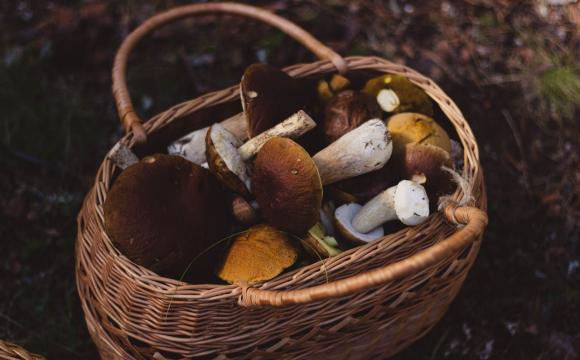Українцям розповіли, де шукати останні осінні гриби