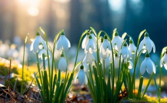 Коли насправді починається весна: лютий, березень чи рівнодення