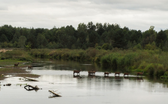 У Чорнобилі через 20 років сталося неймовірне явище