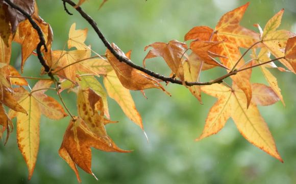 Сьогодні дотримуються особливих традицій: яке церковне свято 2 вересня