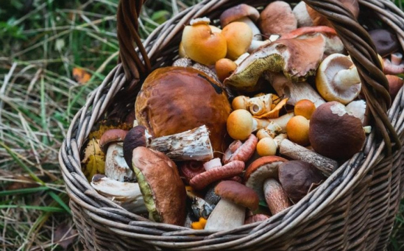 У лісі на Волині знайшли велетенські гриби