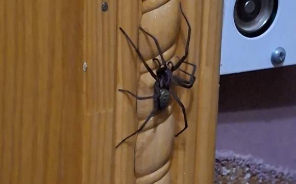 У будинку на заході України жінка виявила гігантського павука: фото шокують