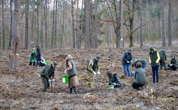 За рік площа волинських лісів збільшилась на 56 гектарів