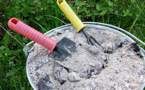 Рослини, які категорично заборонено підживлювати попелом: повний перелік