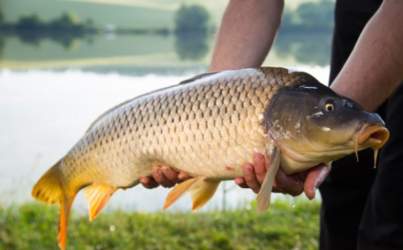 У Львівській області чоловік зловив велетенську рибу