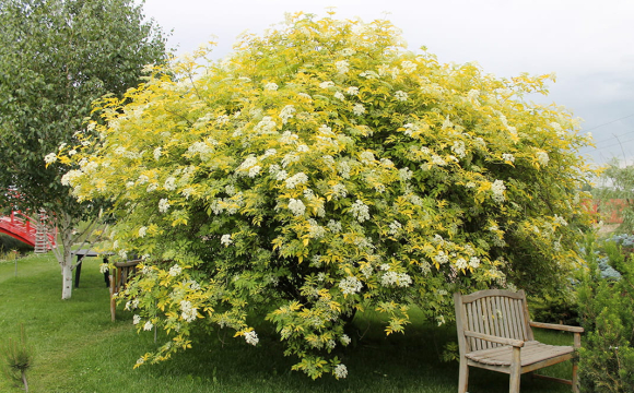 Українців закликали не садити популярний кущ біля дому