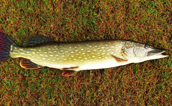 У Стиру чоловік зловив величезну щуку