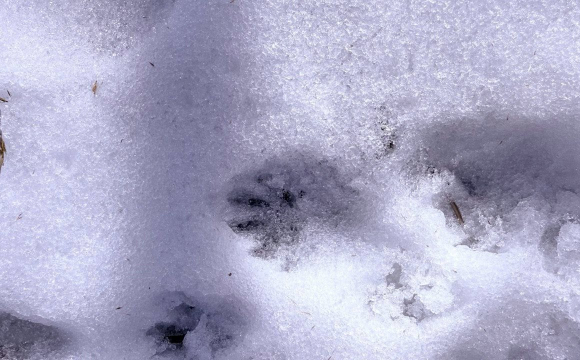 В Україні помітили сліди рідкісної тварини: хто це був