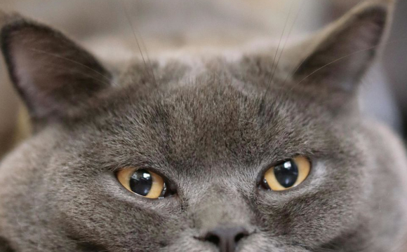 Як зрозуміти, що кіт відчуває біду