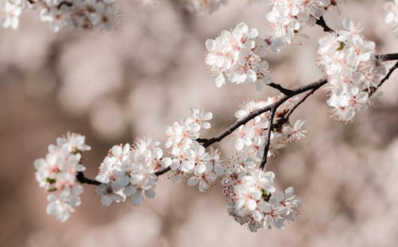 Чи буде квітень в Україні аномально теплим