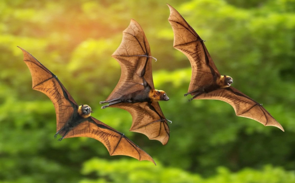 Кажани масово залітають у квартири українців: чи є вони небезпечними