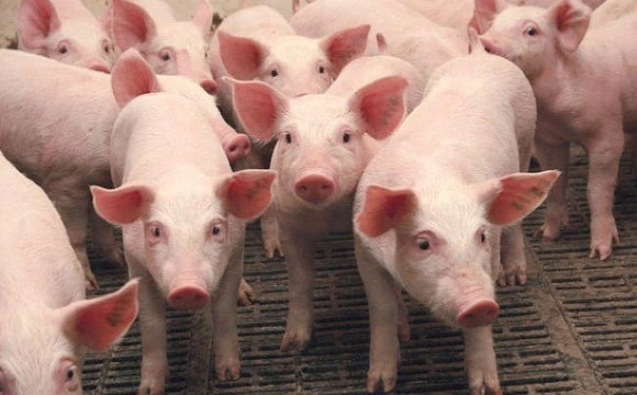 На заході України зафіксували спалах небезпечної хвороби