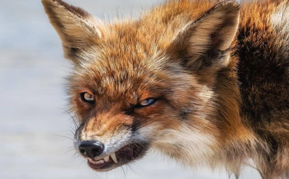 На Волині просять відстрілювати небезпечного хижака, який забігає до будинків