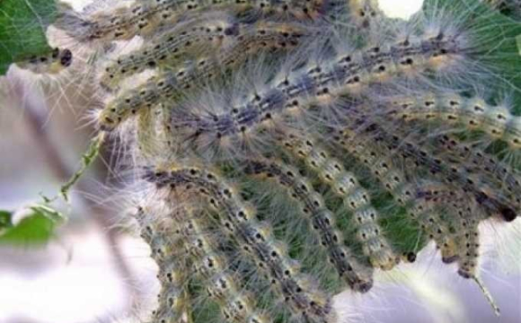 Чи загрожує Луцьку нашестя американського білого метелика