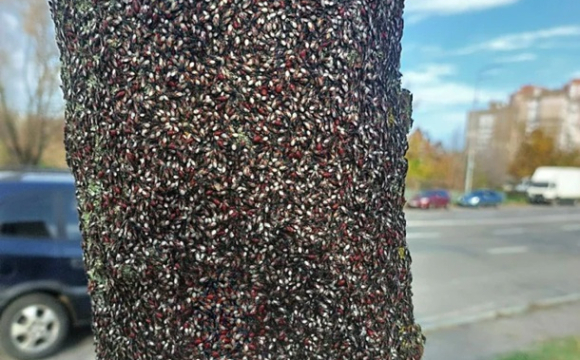 У містах на заході України масове нашестя клопів