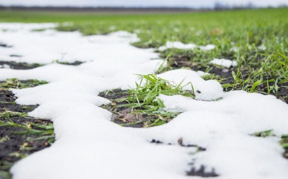 Заморозки нищать український врожай: фермери б’ють на сполох