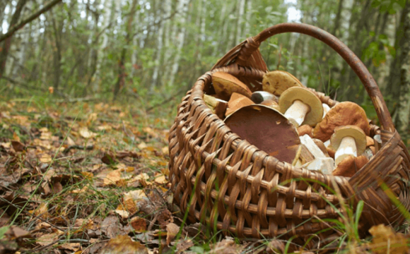 У лісах України помітили незвичний червоний гриб