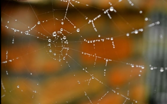 Чому у квартирах з’являється багато павуків: відповідь здивує