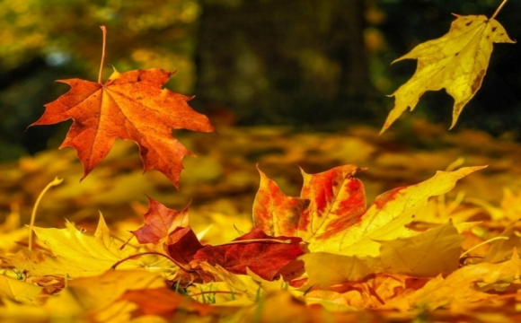 Яке свято відзначають українці 25 жовтня: народні прикмети і традиції