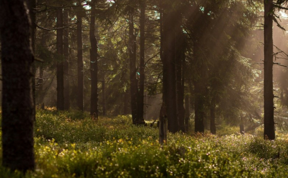 День можливостей: гороскоп на 15 вересня для всіх знаків Зодіаку