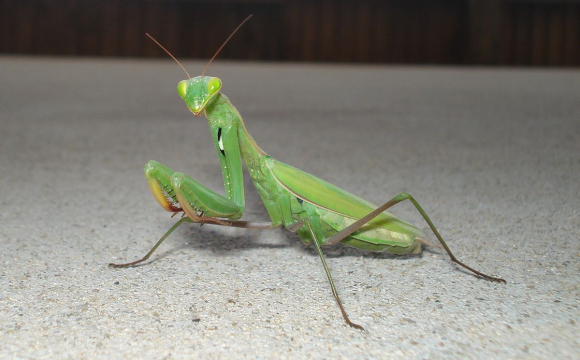 На Волині масово розмножується величезна комаха