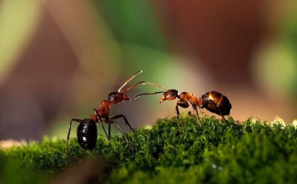 Як позбутися мурах у будинку: ефективний народний спосіб