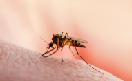 В Україні зафіксували комарів, які переносять небепечну хворобу