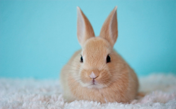 Цих тварин заборонили тримати вдома: у чому причина