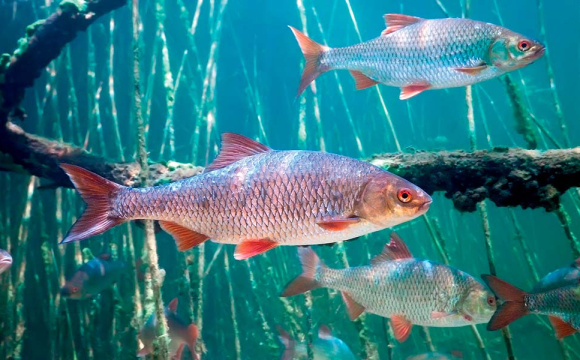 На Волині зафіксували масову загибель риби