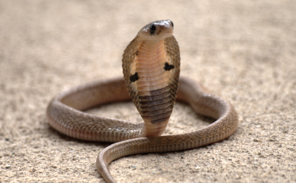 В українському місті посеред вулиці помітили кобру: жителі запанікували