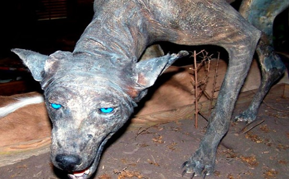 На заході України невідома істота увірвалася до приватного домогосподарства та знищила тварин