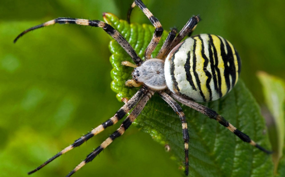 На Волині виявили одного з найбільших павуків України
