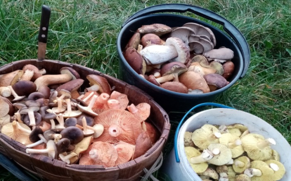 Осінній грибний сезон: що збирають у лісах в Луцькому районі