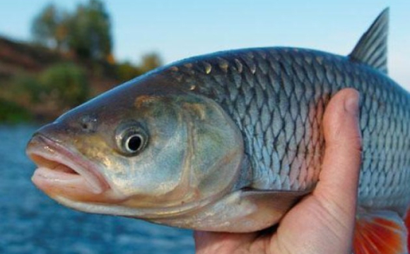 На заході України чоловік зловив дві величезні рибини