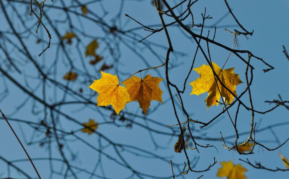 Температура в Україні підвищиться до +18 градусів