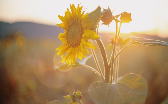 В Україні розпочинається бабине літо: відома дата