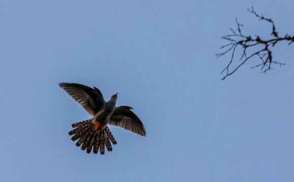 Церковне свято, народні прикмети й заборони: що варто знати українцям про 31 травня