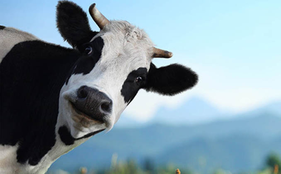 На Волині виявили сказ