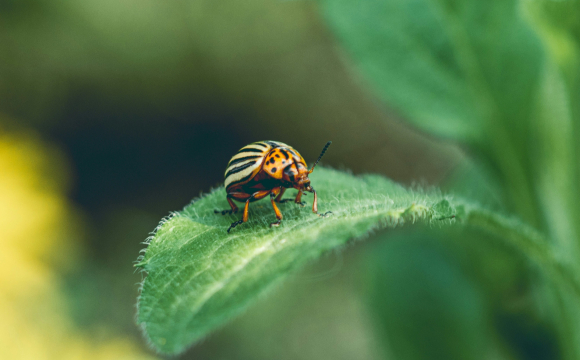 На городах українців масово з’являються шкідники: фермери б’ють на сполох