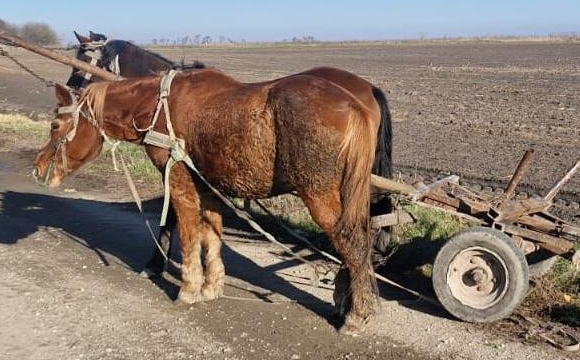 Між селами перекинувся віз з чоловіком: він загинув на місці події