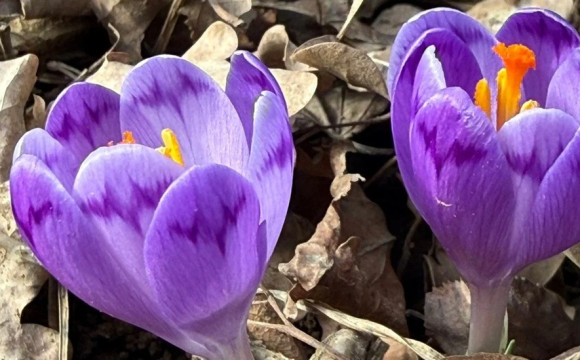На заході України раптово зацвіли весняні квіти