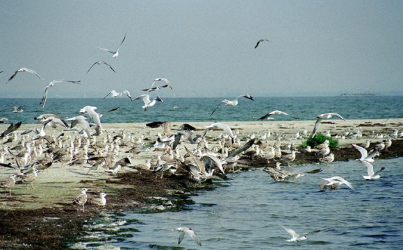 У відомому українському місті масово помирають птахи