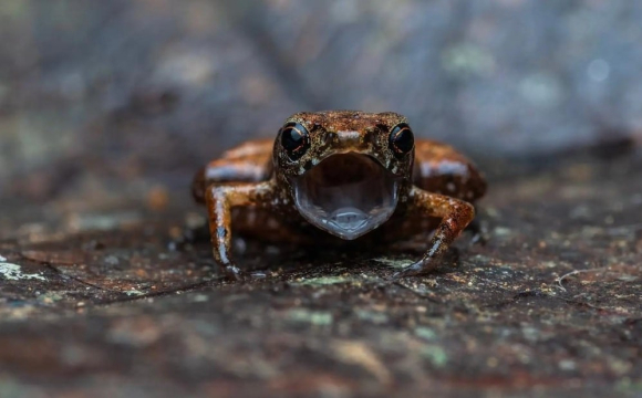 Чому Україну масово атакують жаби