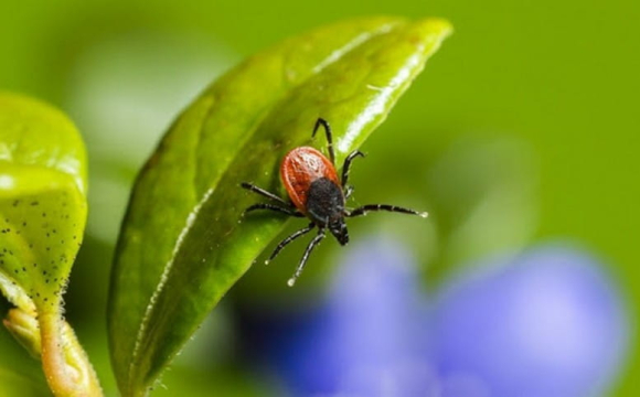 На Волині стрімко зростає кількість постраждалих від укусів кліщів