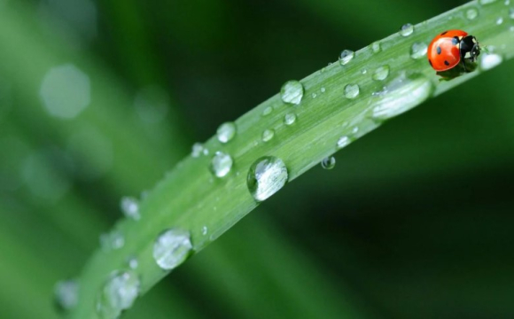 Церковне свято, народні прикмети й заборони: що варто знати українцям про 25 травня