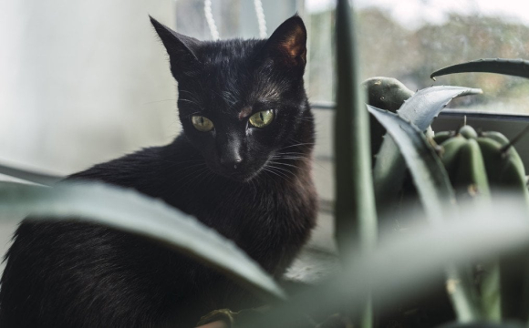 Як кіт може попередити господарів, що в домі з’явилася нечиста сила